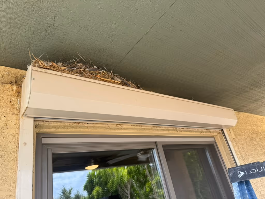 Signs of a pigeon infestation on a Phoenix property