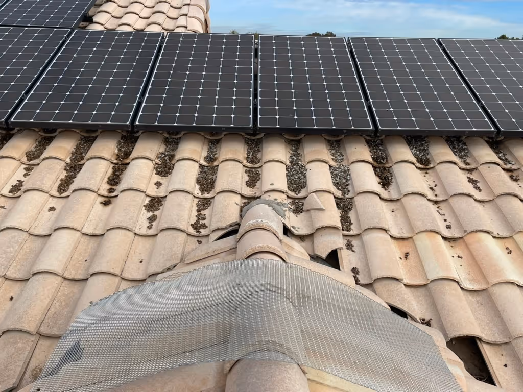 Pigeon droppings on Phoenix solar panels